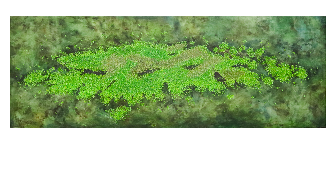 Duckweed on Pond