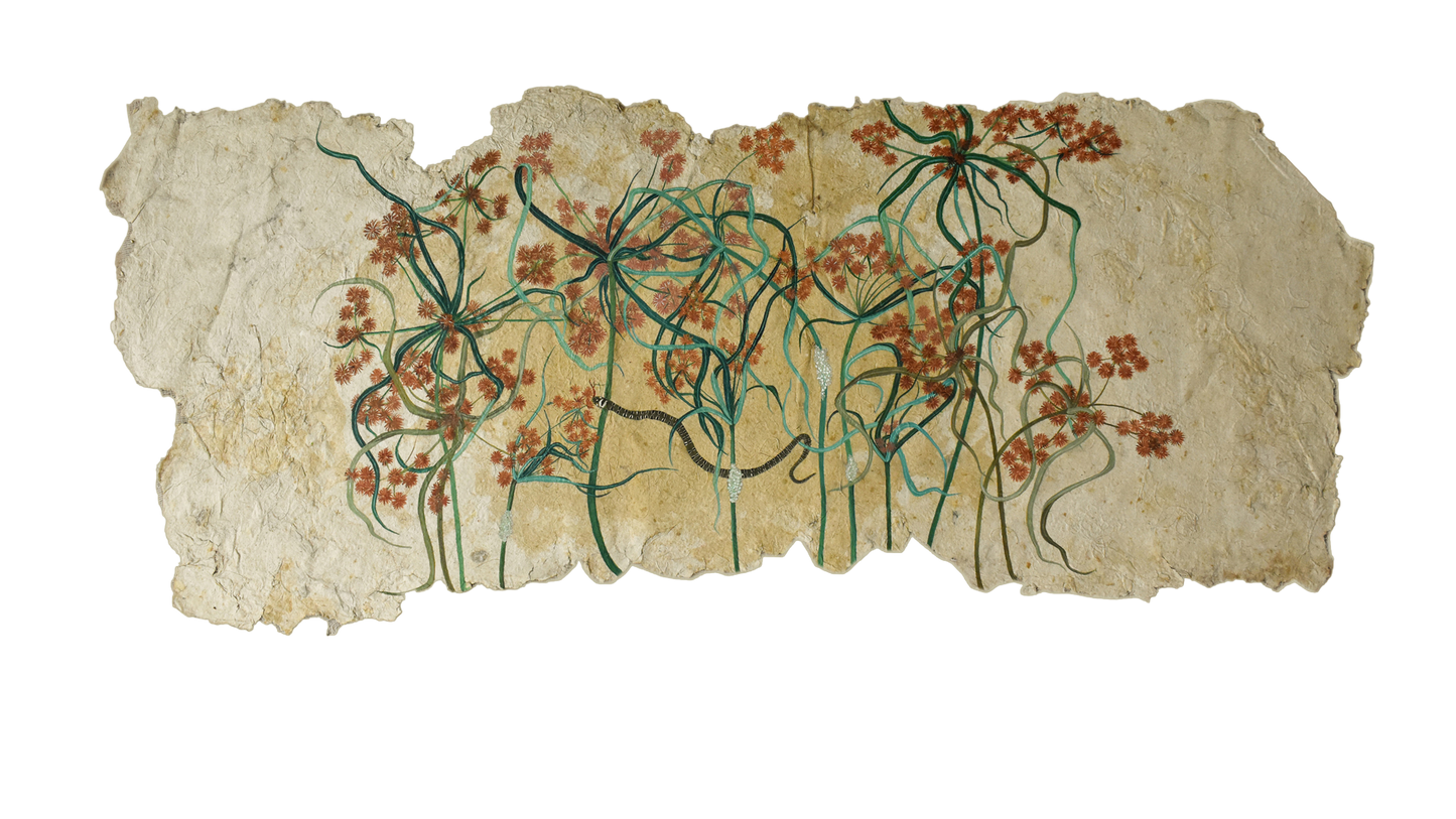 Inside the Nut Grass |