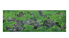 Duckweed on Pond II