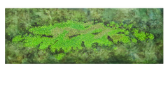 Duckweed on Pond