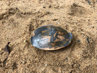 Tortoise Shell